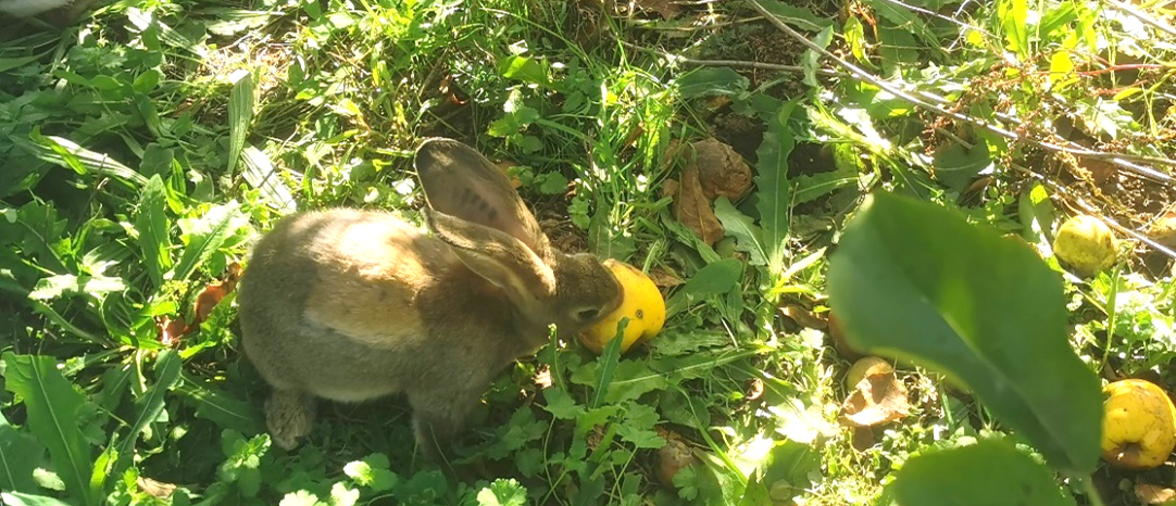 Un lapin qui mange une pomme