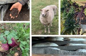 Composition de photos avec des végétaux et des animaux